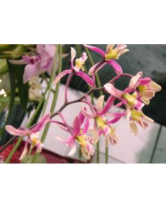 Encyclia cyperifolia 1