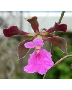 Encyclia cordigera var. atropurpurea 1