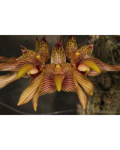 Bulbophyllum bicolor 1