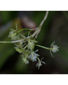 Epidendrum filicaule 1