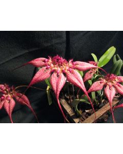 Bulbophyllum rotschildianum 1