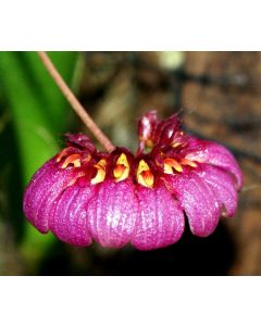 Bulbophyllum corolliferum 1