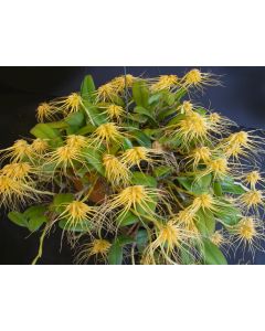 Bulbophyllum vaginatum 1