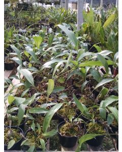 Dendrochillum magnum 1