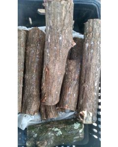 Sansão do Campo (toco) 20 cm de comprimento - Diâmetro médio 1