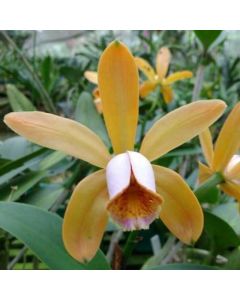 Cattleya forbesii 1