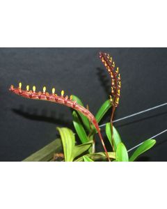 Bulbophyllum buffo 1