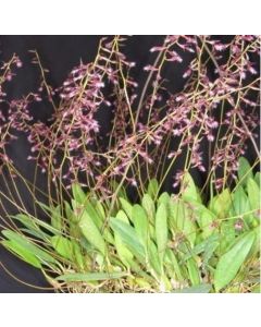 Bulbophyllum miniatum
