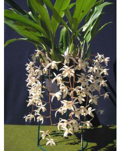 Coelogyne flaccida 1