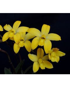 Hoffmannseggella kettieana 1