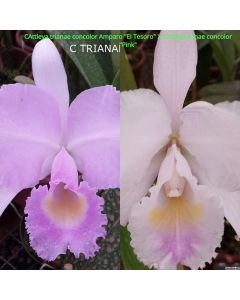 Cattleya trianae concolor Amparo "El Tesoro" x Cattleya trianae concolor "Pink" 1