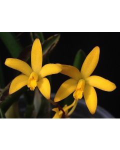 Hoffmannseggella esalqueana