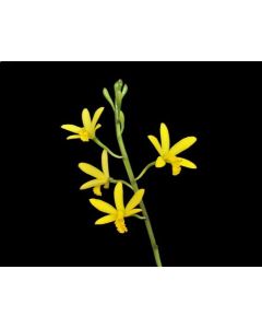 Hoffmannseggella flavasulina