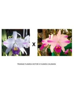 Cattleya trianae flamea Heitor x flamea Caliman