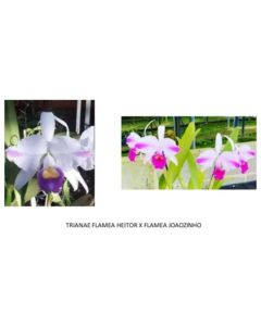 Cattleya trianae flamea Heitor x flamea Joãozinho