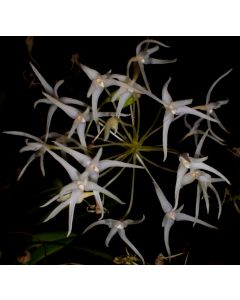 Bulbophyllum laxiflorum 1