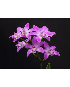 Hoffmannseggella rupestris 1