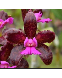 Cattleya leopoldii “Dark Princes X C. leopoldii “Trilabelo - adulta 1