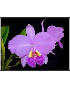 Cattleya llueddemanniana tipo (Pré adulta) 1